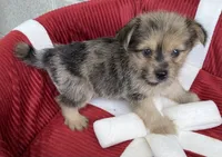 Sonnie, a male Pomeranian and Yorkshire Terrier for sale in Wesson, MS – 4 of 4