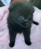 Bella, a female Pomeranian for sale in Wesson, MS – 5 of 6