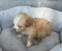Sally, a female Maltipoo for sale in Wesson, MS – 3 of 3
