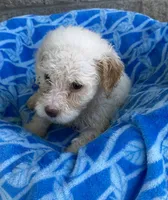 Rex, a male Maltipoo for sale in Wesson, MS – 3 of 3