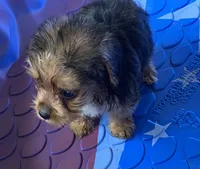 Eli, a male Yorkshire Terrier for sale in Wesson, MS – 2 of 4