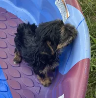 Little King, a male Yorkshire Terrier for sale in Wesson, MS – 5 of 6