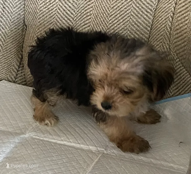 Little Joe  – Yorkshire Terrier puppy on hold in Wesson, MS