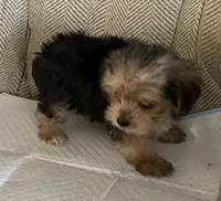 Little Joe , a male Yorkshire Terrier for sale in Wesson, MS – 1 of 3
