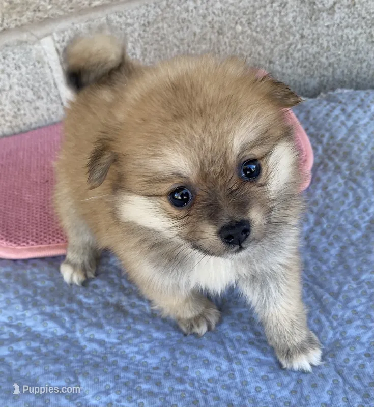 Gail – Pomeranian puppy for sale in Wesson, MS