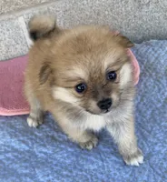 Gail, a female Pomeranian for sale in Wesson, MS – 1 of 5