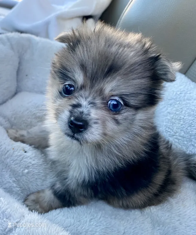 Hope – Pomeranian puppy for sale in Wesson, MS
