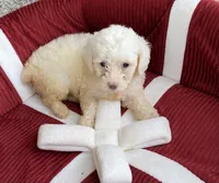 Sandy, a female Maltipoo for sale in Wesson, MS – 2 of 3
