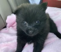 Bella, a female Pomeranian for sale in Wesson, MS – 1 of 6