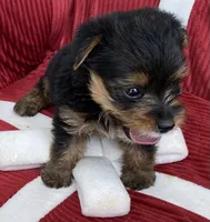 Bella, a female Yorkshire Terrier for sale in Wesson, MS – 3 of 4