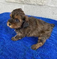 Bill, a male Maltipoo for sale in Wesson, MS – 5 of 6