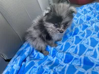 Cliff, a male Pomeranian for sale in Wesson, MS – 5 of 5