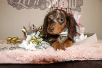 Cappuccina, a female Miniature Dachshund for sale in Homosassa, FL – Photo 1 of 4