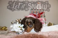 Cappuccina, a female Miniature Dachshund for sale in Homosassa, FL – Photo 3 of 4