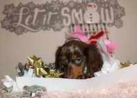 Cappuccina, a female Miniature Dachshund for sale in Homosassa, FL – Photo 2 of 4