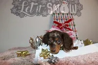 Cappuccina, a female Miniature Dachshund for sale in Homosassa, FL – Photo 4 of 4