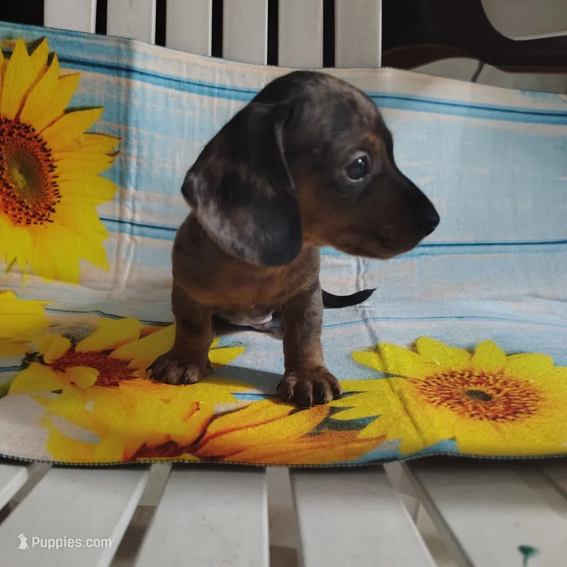 Oreo – Miniature Dachshund puppy for sale in Homosassa, FL