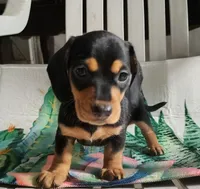 Reeses, a female Miniature Dachshund for sale in Homosassa, FL – 3 of 3