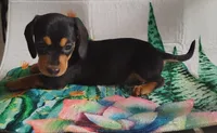 Reeses, a female Miniature Dachshund for sale in Homosassa, FL – 2 of 3