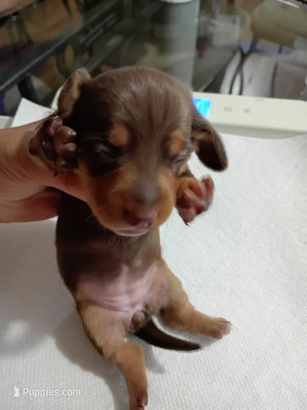 Java – Miniature Dachshund puppy for sale in Homosassa, FL