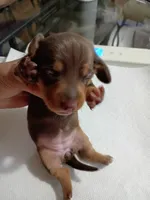 Java, a female Miniature Dachshund for sale in Homosassa, FL – Photo 1 of 2
