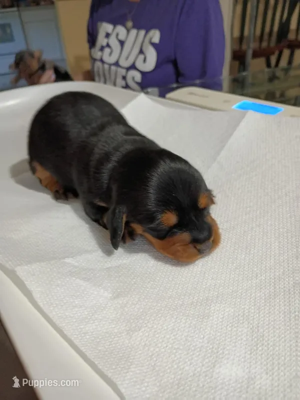 Bean – Miniature Dachshund puppy for sale in Homosassa, FL