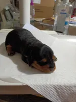 Bean, a female Miniature Dachshund for sale in Homosassa, FL – Photo 2 of 3