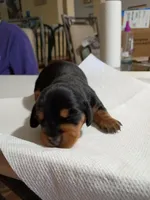 Bean, a female Miniature Dachshund for sale in Homosassa, FL – Photo 3 of 3