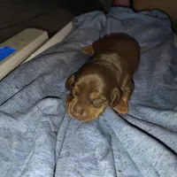 Ben, a male Miniature Dachshund for sale in Homosassa, FL – Photo 1 of 4