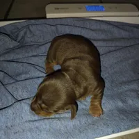 Ben, a male Miniature Dachshund for sale in Homosassa, FL – Photo 3 of 4