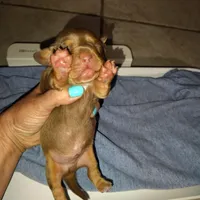 Ben, a male Miniature Dachshund for sale in Homosassa, FL – Photo 4 of 4