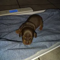 Ben, a male Miniature Dachshund for sale in Homosassa, FL – Photo 2 of 4