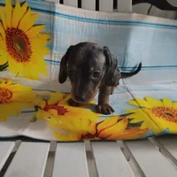Oreo, a male Miniature Dachshund for sale in Homosassa, FL – 3 of 3