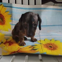 Oreo, a male Miniature Dachshund for sale in Homosassa, FL – 2 of 3