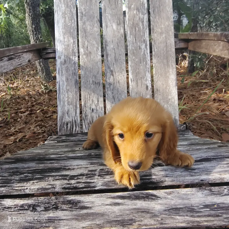 Peanut – Miniature Dachshund puppy for sale in Homosassa, FL