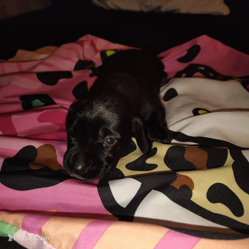 River – Miniature Dachshund puppy for sale in Homosassa, FL