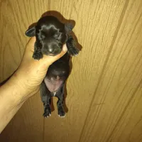 River, a female Miniature Dachshund for sale in Homosassa, FL – Photo 2 of 3