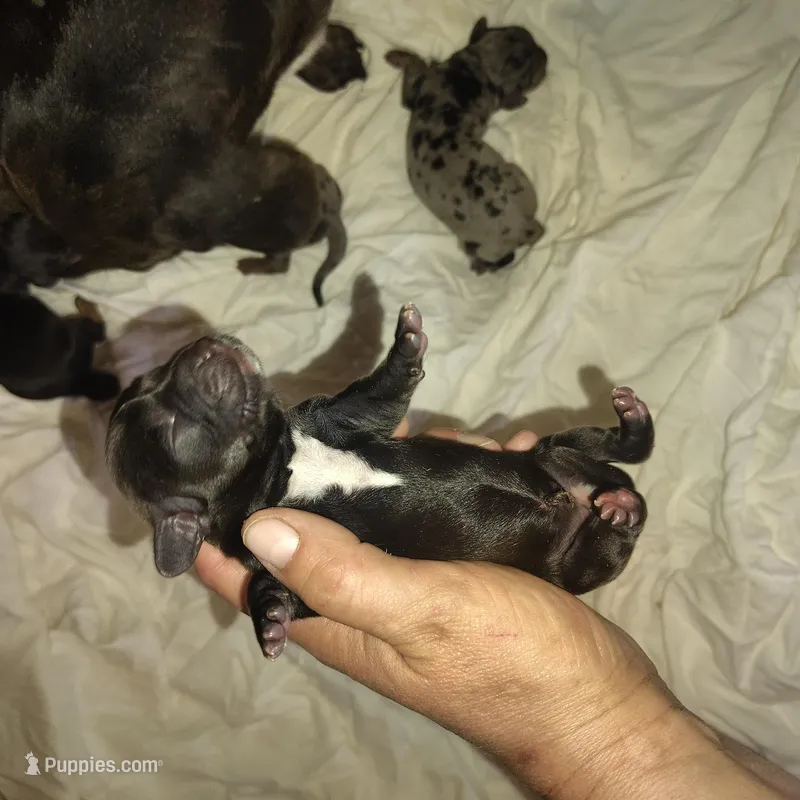 River – Miniature Dachshund puppy for sale in Homosassa, FL