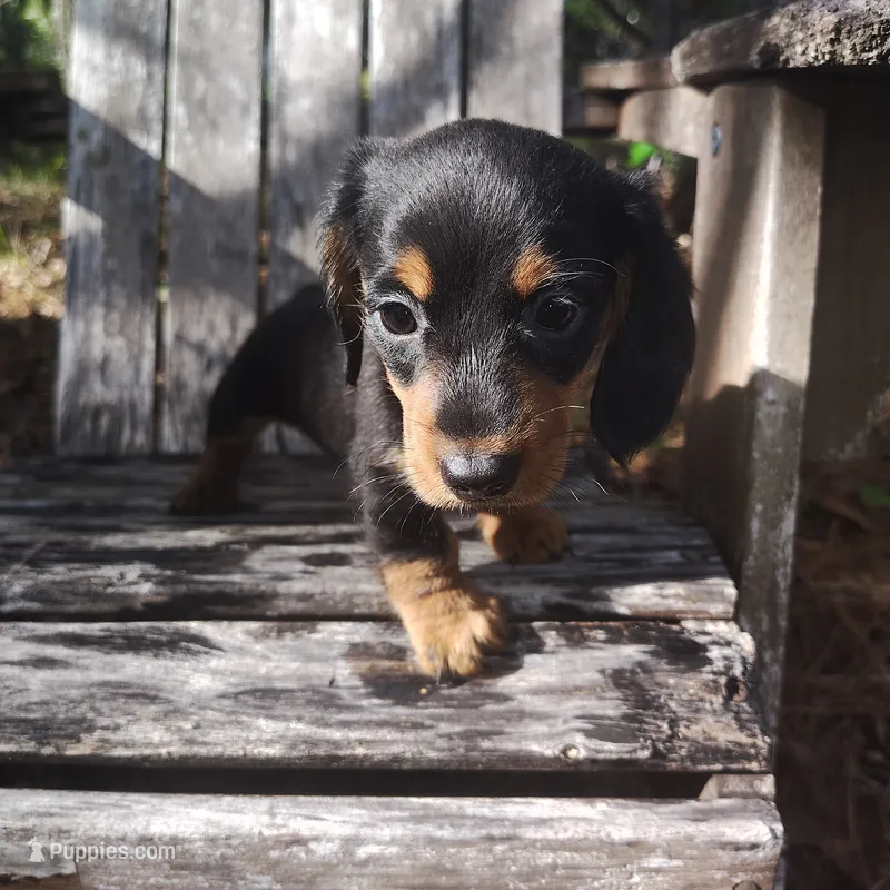Bean – Miniature Dachshund puppy for sale in Homosassa, FL