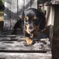 Bean, a female Miniature Dachshund for sale in Homosassa, FL – 1 of 3