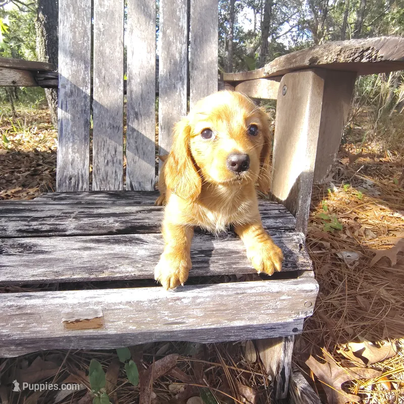 Hazel – Miniature Dachshund puppy for sale in Homosassa, FL