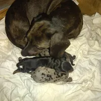 Oreo, a male Miniature Dachshund for sale in Homosassa, FL – Photo 2 of 3