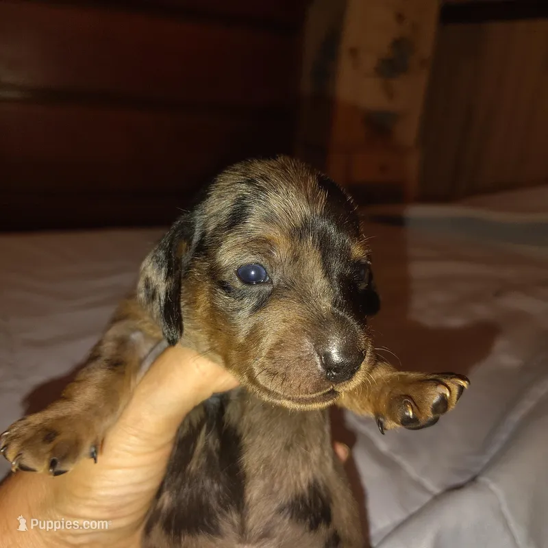 Oreo – Miniature Dachshund puppy for sale in Homosassa, FL
