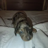 Oreo, a male Miniature Dachshund for sale in Homosassa, FL – 2 of 3