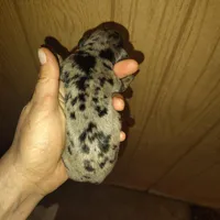 Oreo, a male Miniature Dachshund for sale in Homosassa, FL – Photo 3 of 3