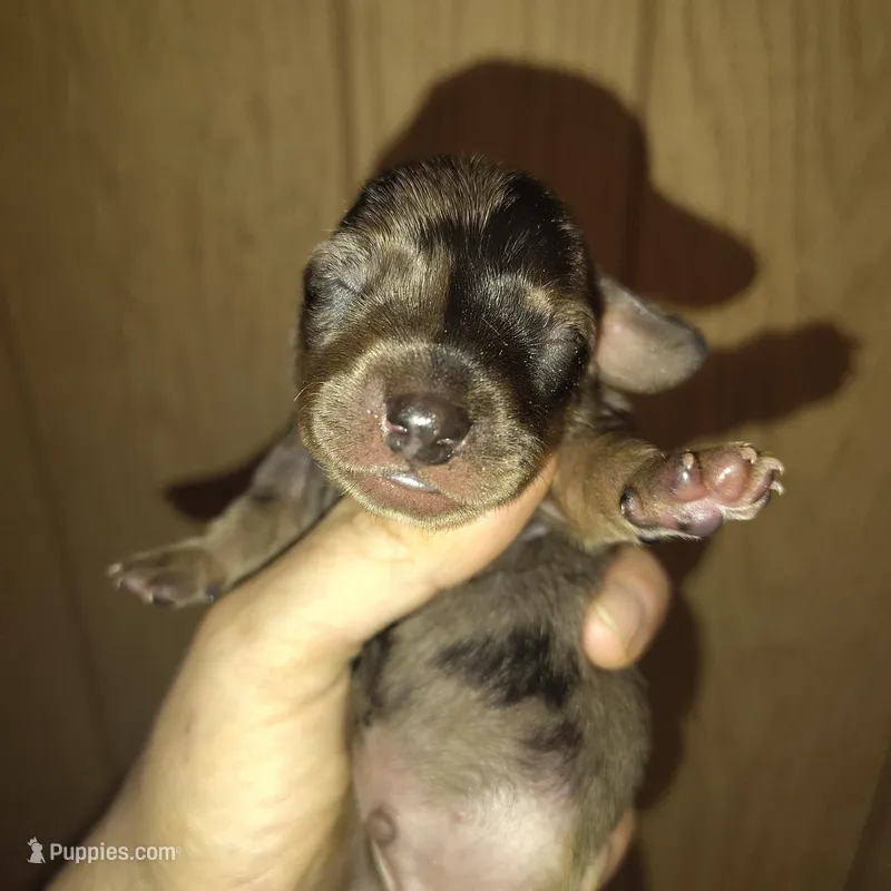 Oreo – Miniature Dachshund puppy for sale in Homosassa, FL