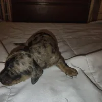 Oreo, a male Miniature Dachshund for sale in Homosassa, FL – 3 of 3
