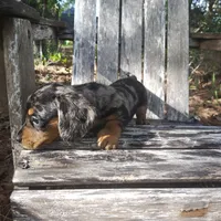 Rocky, a male Miniature Dachshund for sale in Homosassa, FL – 5 of 5