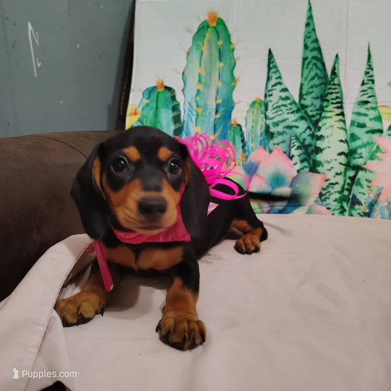 Reeses – Miniature Dachshund puppy for sale in Homosassa, FL