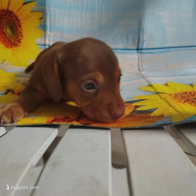 Ben – Miniature Dachshund puppy for sale in Homosassa, FL